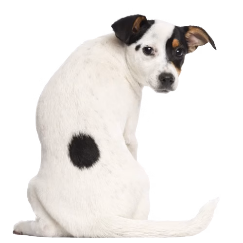 formation éducateur canin